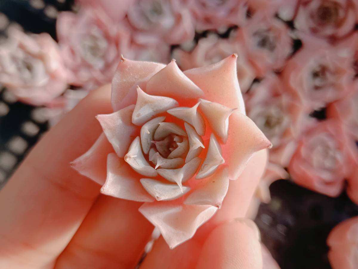 ☆多肉植物 エケベリア 韓国 S420ビューティーゴールド30個 エケベリア