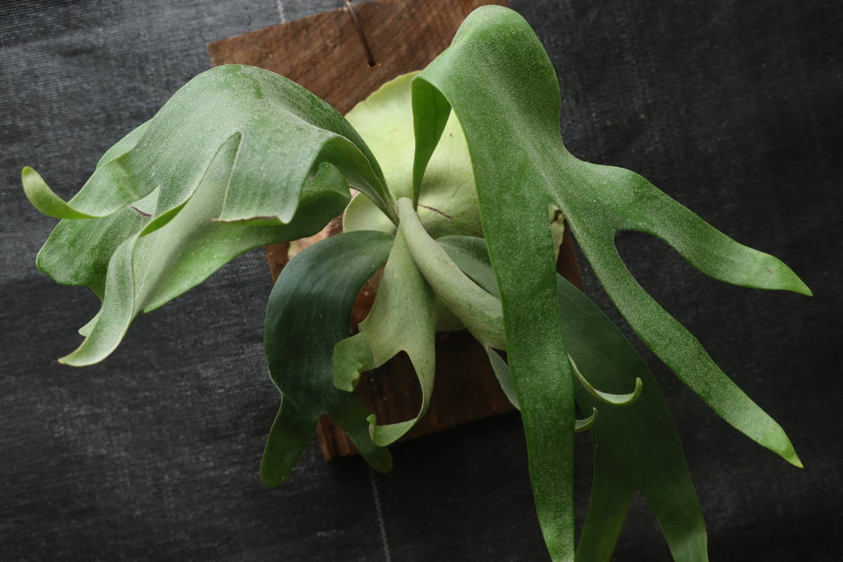 （◎＿◎；）★ビカク野郎★ Platycerium 'Foong Siqi' ★★大きめサイズ★★株分けから★★★板付け★