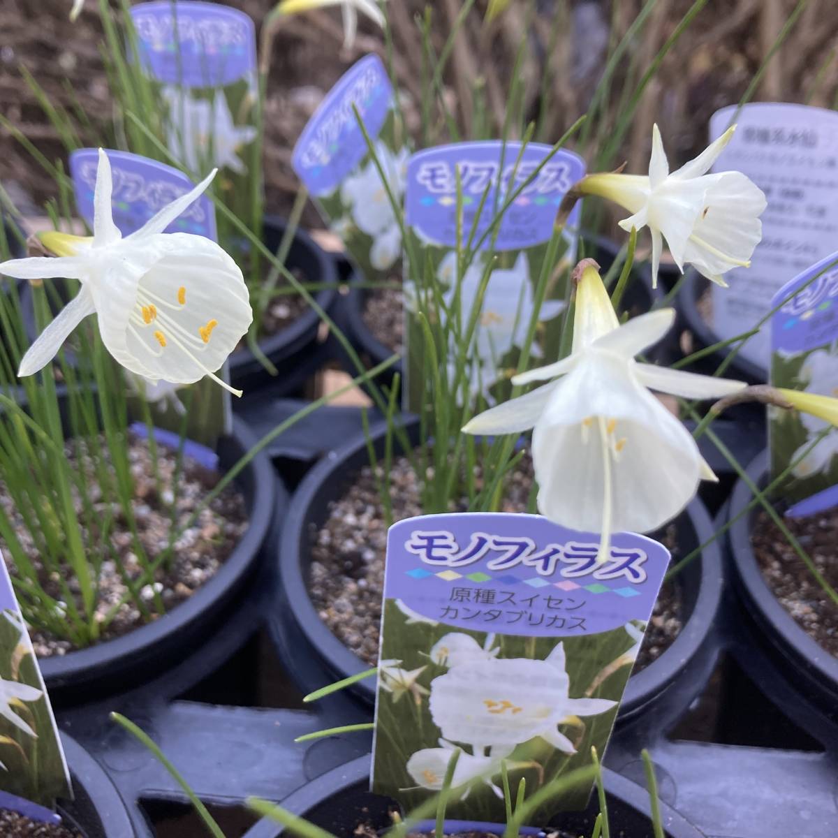 プレミアムガーデニング 数量5 超 原種スイセン モノフィラス カンタブリカス 3鉢セット 苗 売買されたオークション情報 Yahooの商品情報をアーカイブ公開 オークファン Aucfan Com
