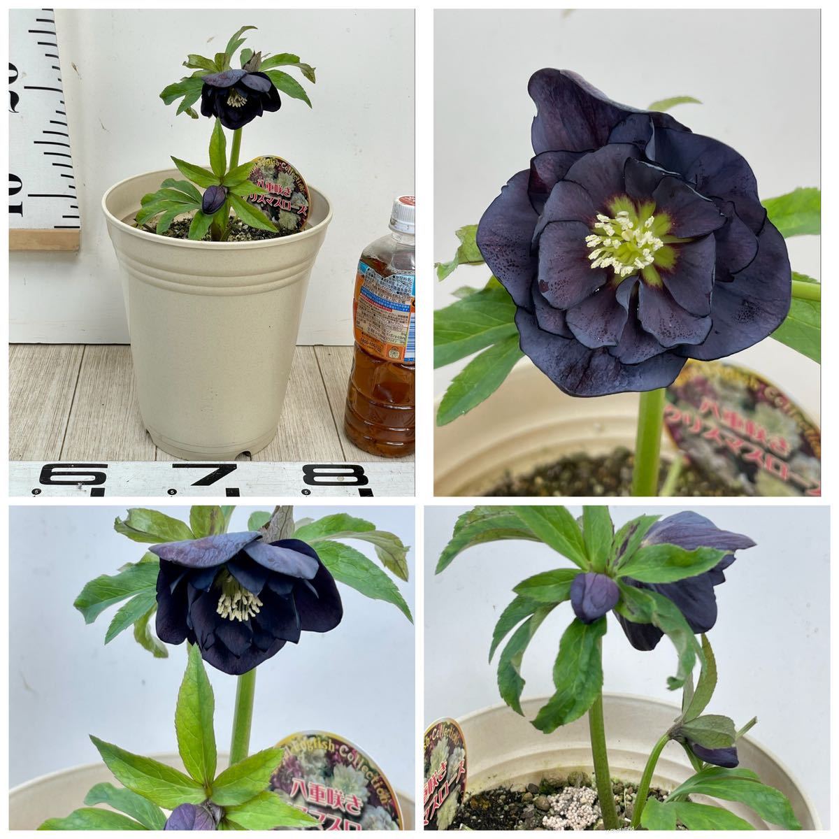 八重クリスマスローズ 八重咲 ブラック 黒 5鉢セット 6号 現品 花 売買されたオークション情報 Yahooの商品情報をアーカイブ公開 オークファン Aucfan Com 八重クリスマスローズ 八重咲 ブラック 黒 5鉢セット 6号 現品 花 売買されたオークション情報 Yahooの商品情報をアーカイブ公開 オークファン Aucfan Com