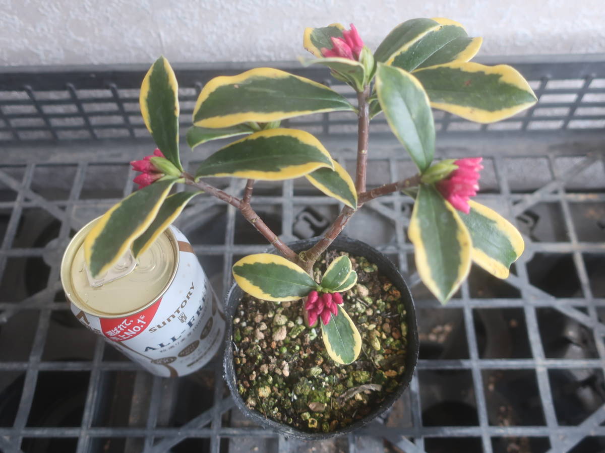 沈丁花 前島 第四種郵便 Fodexpo Com Co