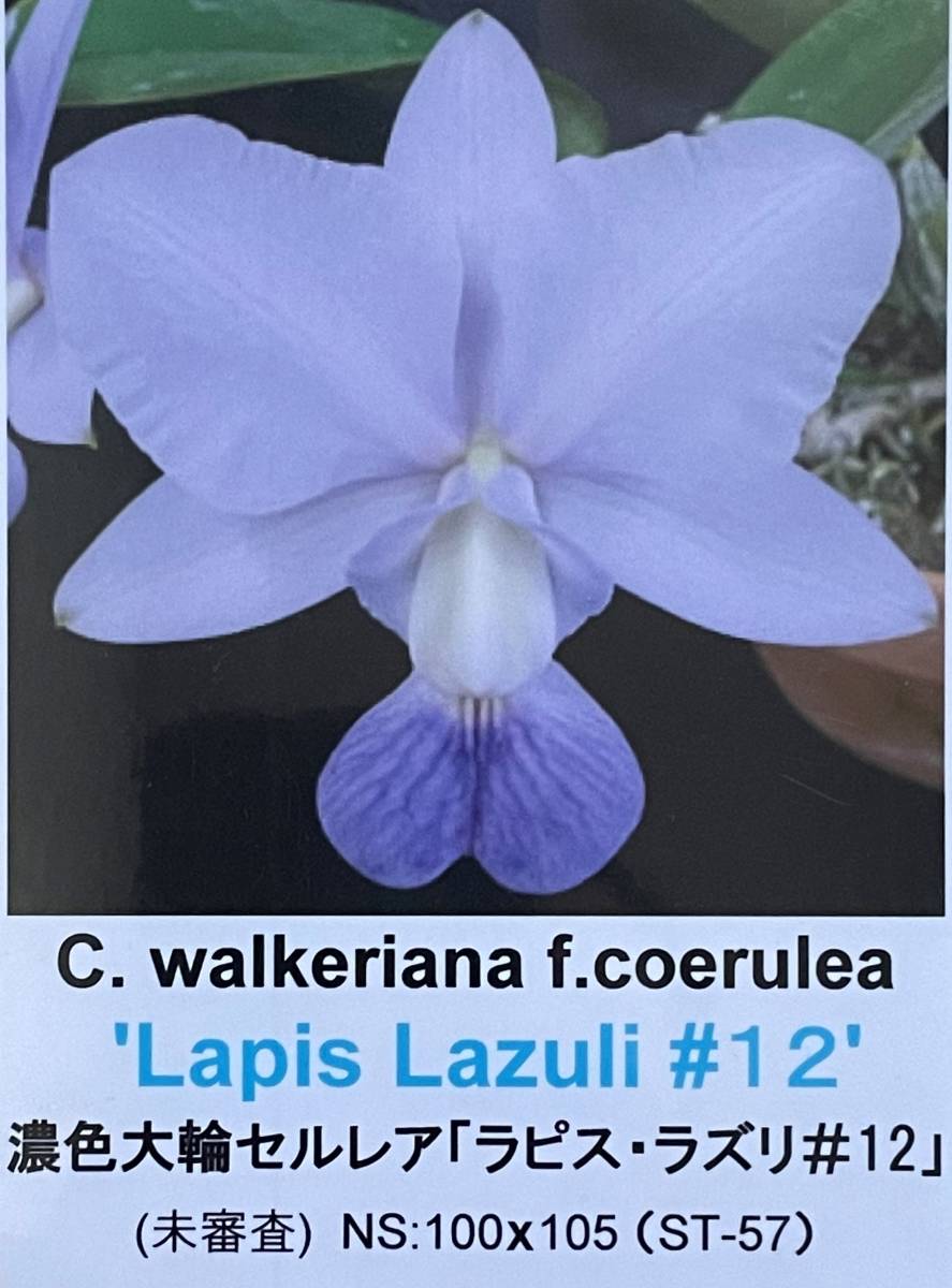 H*H様 洋蘭原種　カトレア　ワルケリアナ ☆洋蘭☆原種☆カトレア☆C. walkeriana f.coerulea 'Lapis Lazuli #12