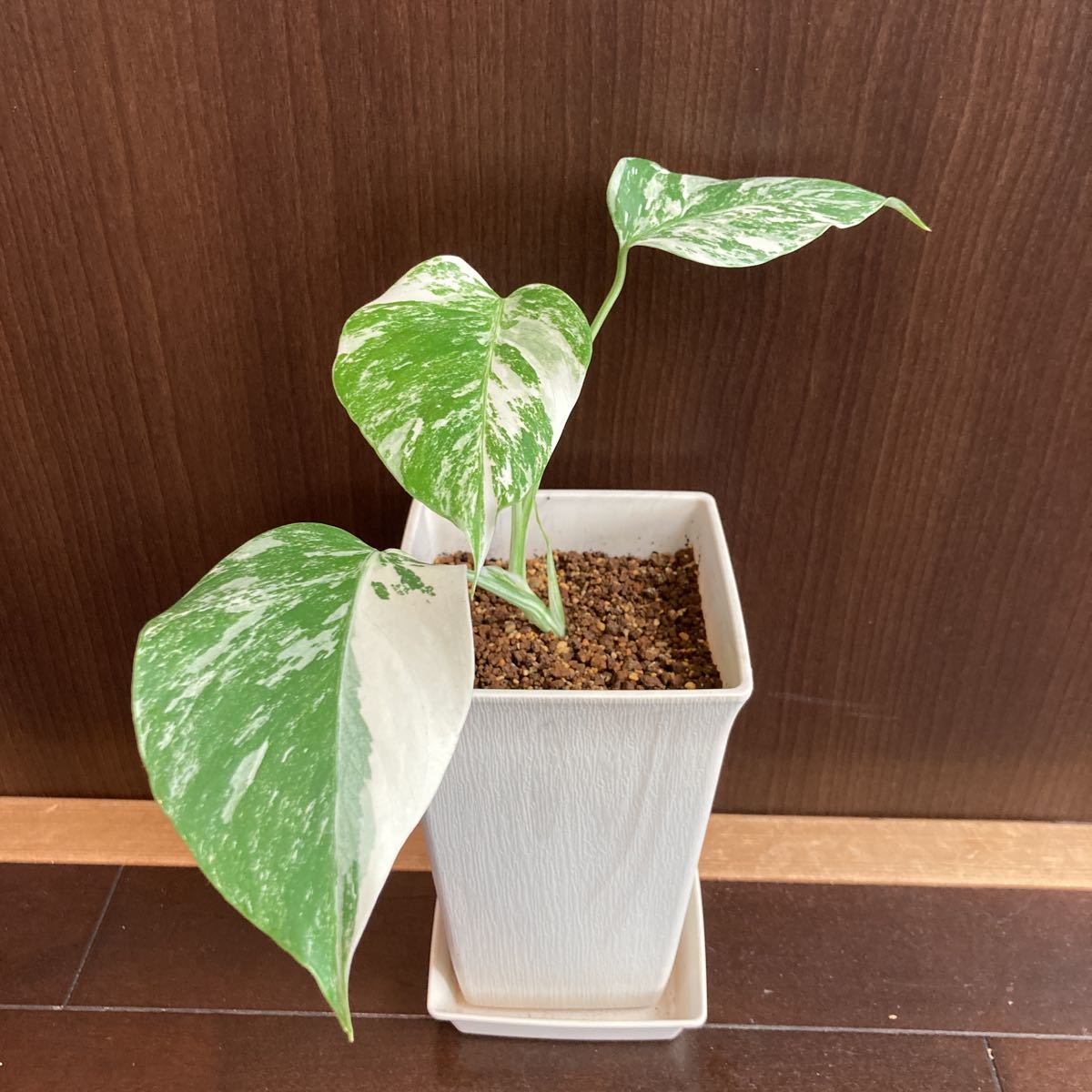 モンステラ | 斑入りモンステラ 観葉植物 MONSTERA 斑入りの通販 