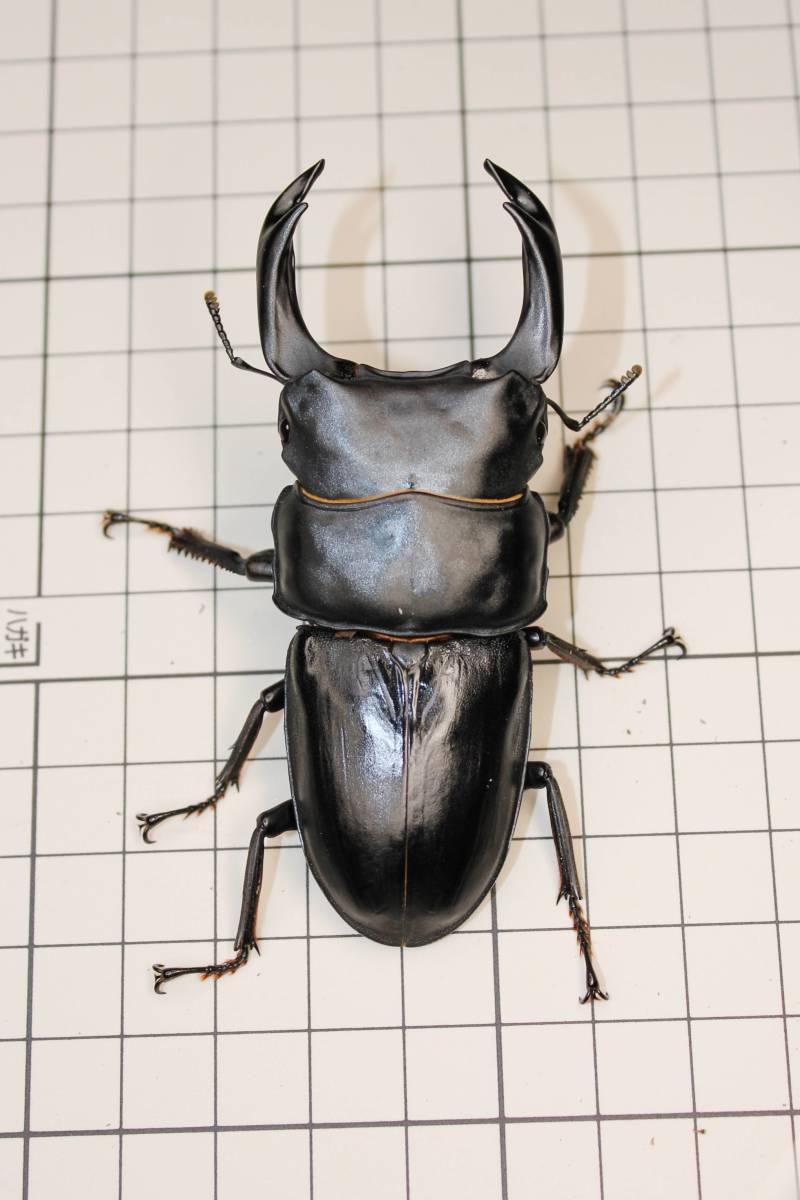 FNTCSTK THE RIPPER スノーボード DCC