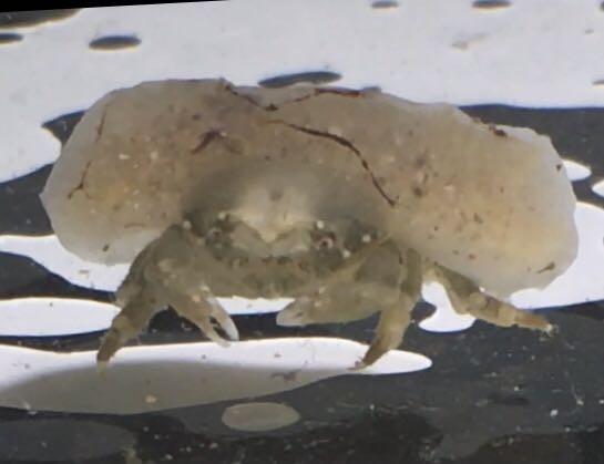 珍珍 現物 カイカムリ カイメン宿 Sssサイズ 甲殻類 スポンジクラブ 蟹 カニ 近海魚 海水魚 生体 海水魚 売買されたオークション情報 Yahooの商品情報をアーカイブ公開 オークファン Aucfan Com