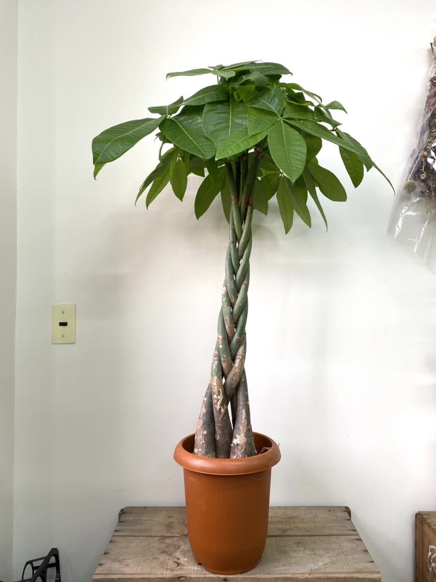 パキラ 三つ編み 高さ約1 8寸 パキラ 売買されたオークション情報 Yahooの商品情報をアーカイブ公開 オークファン Aucfan Com