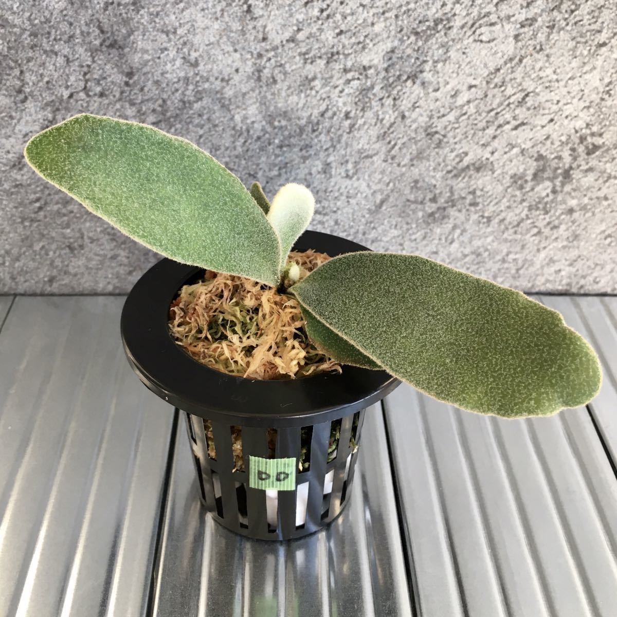 成長点大きめ P Willinckii Celso Tatsuta Dd ウィリンキー セルソ タツタ ビカクシダ コウモリラン 観葉植物 ビカクシダ コウモリラン 売買されたオークション情報 Yahooの商品情報をアーカイブ公開 オークファン Aucfan Com