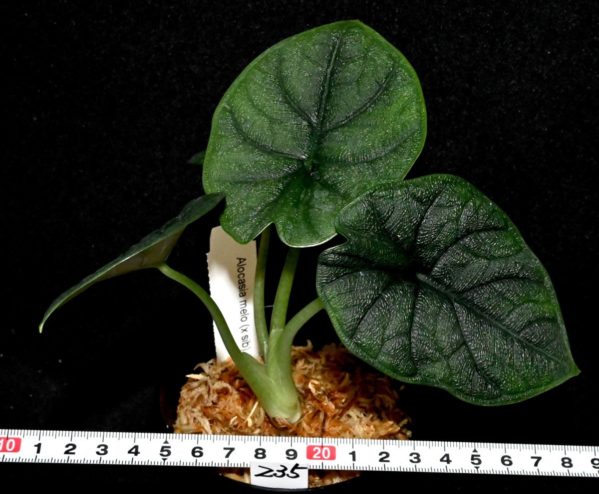 Alocasia melo (235) 希少種 アロカシア メロ アロカシア メロ melo