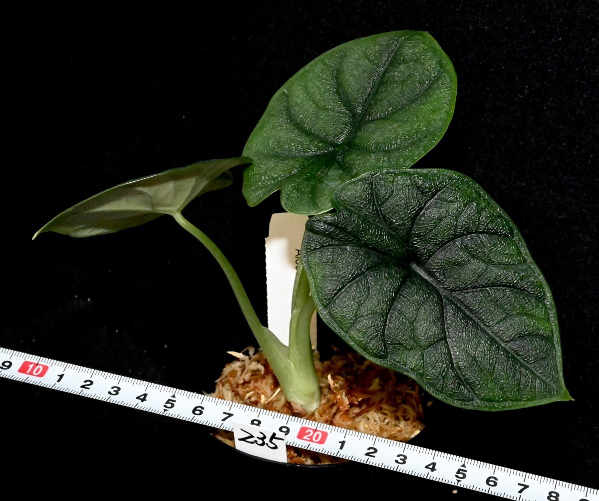 Alocasia melo (235) 希少種 アロカシア メロ アロカシア メロ melo