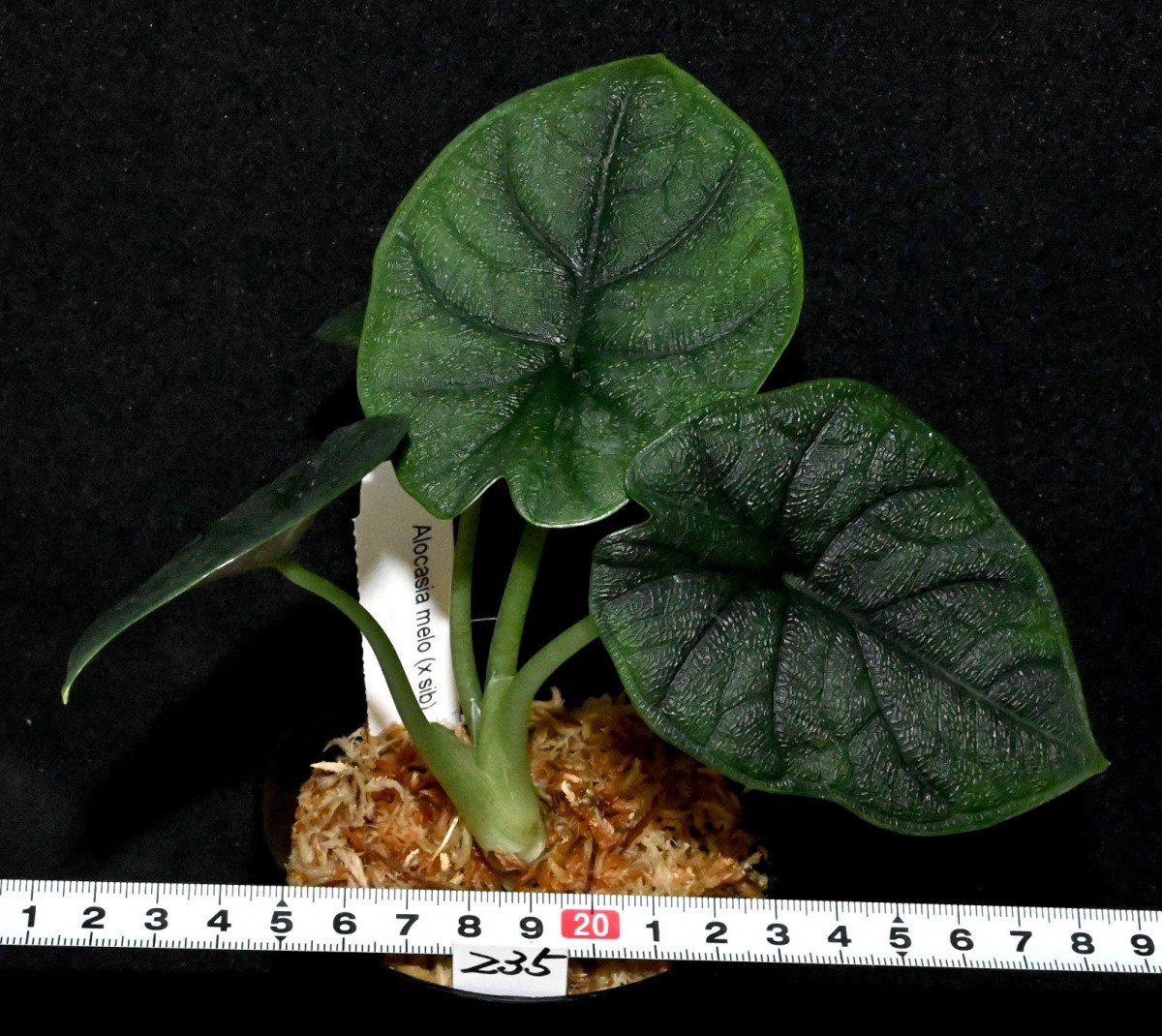 Alocasia melo (235) 希少種 アロカシア メロ アロカシア メロ melo