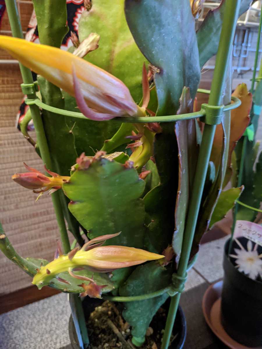 クジャクサボテン 孔雀サボテン 黄色 根付き苗2本 サボテン 売買されたオークション情報 Yahooの商品情報をアーカイブ公開 オークファン Aucfan Com