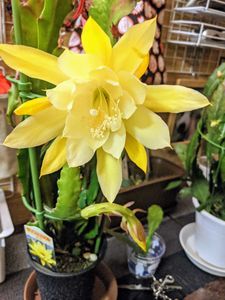 クジャクサボテンのヤフオク の相場 価格を見る ヤフオク のクジャクサボテンのオークション売買情報は33件が掲載されています