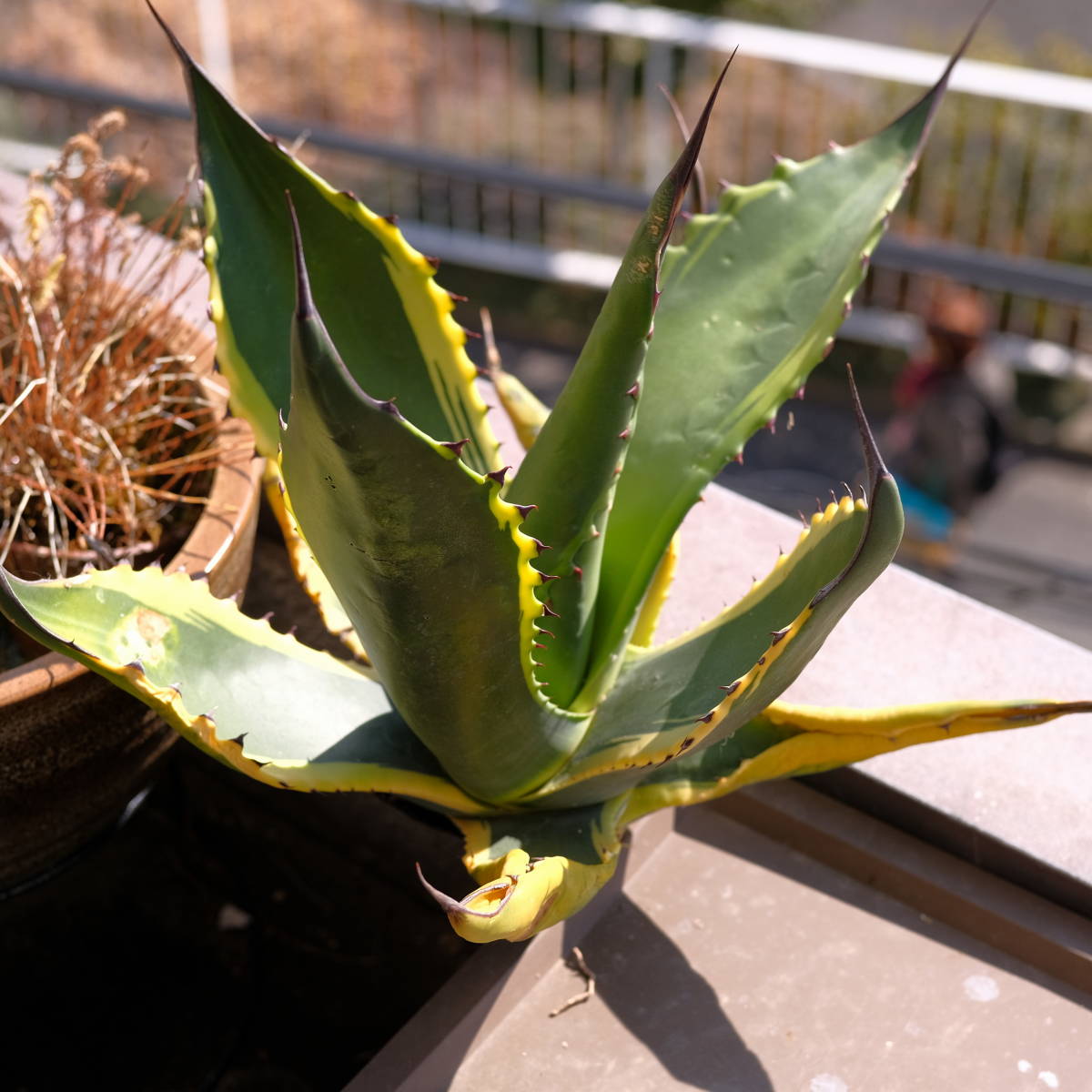 超BIG株・約40㎝x30㎝】アガベ トニーズ タイガー ferox tony's tiger