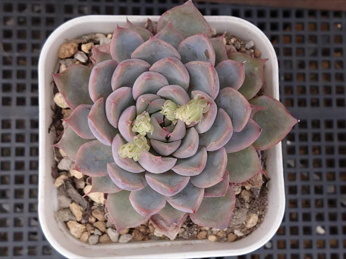 白雪姫 大サイズ 多肉植物 エケベリア 抜き苗 サボテン 売買されたオークション情報 Yahooの商品情報をアーカイブ公開 オークファン Aucfan Com 白雪姫 大サイズ 多肉植物 エケベリア 抜き苗 サボテン 売買されたオークション情報 Yahooの商品情報をアーカイブ公開 オークファン Aucfan Com