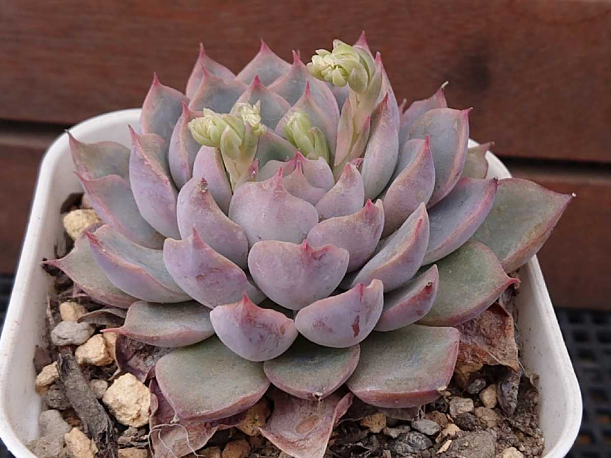 白雪姫 大サイズ 多肉植物 エケベリア 抜き苗 サボテン 売買されたオークション情報 Yahooの商品情報をアーカイブ公開 オークファン Aucfan Com 白雪姫 大サイズ 多肉植物 エケベリア 抜き苗 サボテン 売買されたオークション情報 Yahooの商品情報をアーカイブ公開 オークファン Aucfan Com