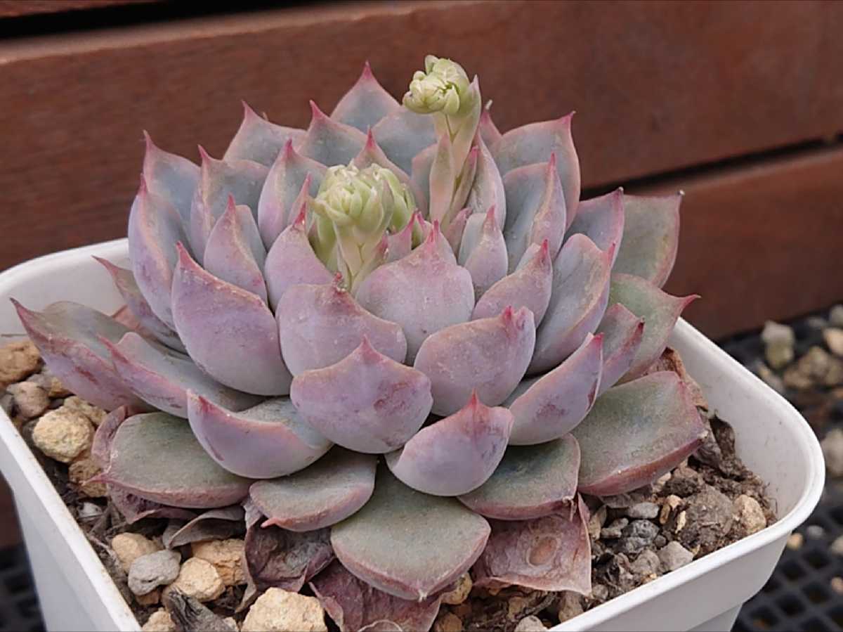 白雪姫 大サイズ 多肉植物 エケベリア 抜き苗 サボテン 売買されたオークション情報 Yahooの商品情報をアーカイブ公開 オークファン Aucfan Com 白雪姫 大サイズ 多肉植物 エケベリア 抜き苗 サボテン 売買されたオークション情報 Yahooの商品情報をアーカイブ公開 オークファン Aucfan Com