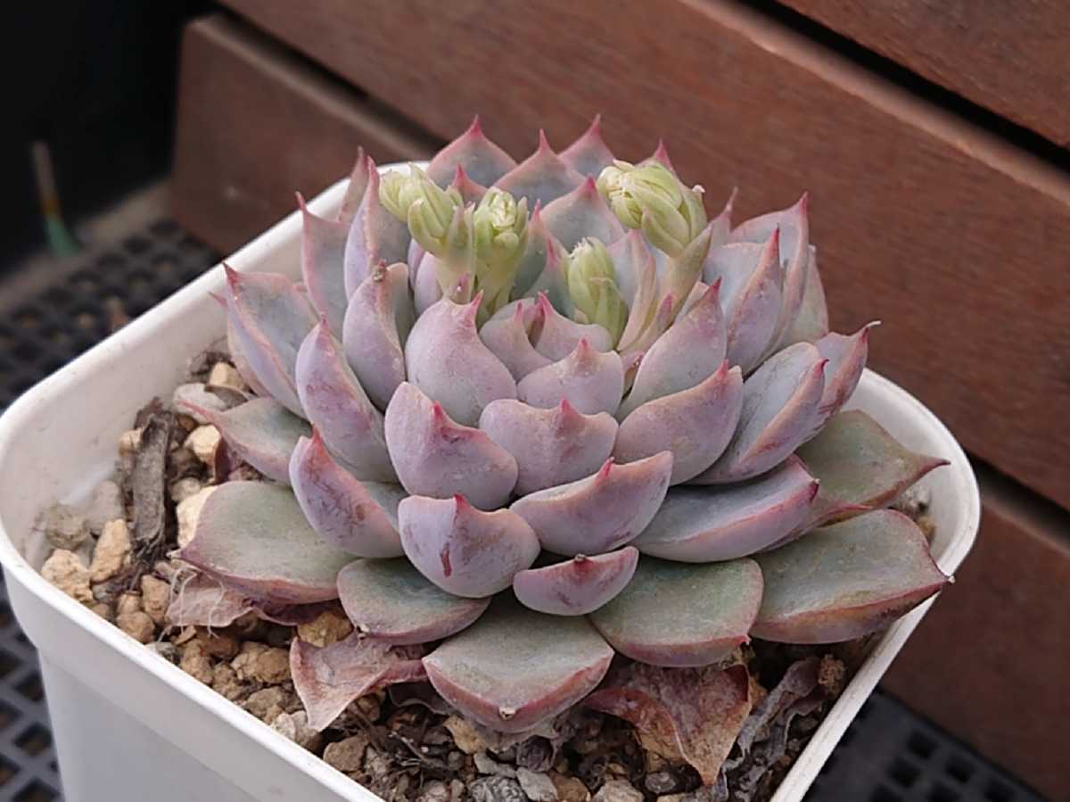 白雪姫 大サイズ 多肉植物 エケベリア 抜き苗 サボテン 売買されたオークション情報 Yahooの商品情報をアーカイブ公開 オークファン Aucfan Com 白雪姫 大サイズ 多肉植物 エケベリア 抜き苗 サボテン 売買されたオークション情報 Yahooの商品情報をアーカイブ公開 オークファン Aucfan Com