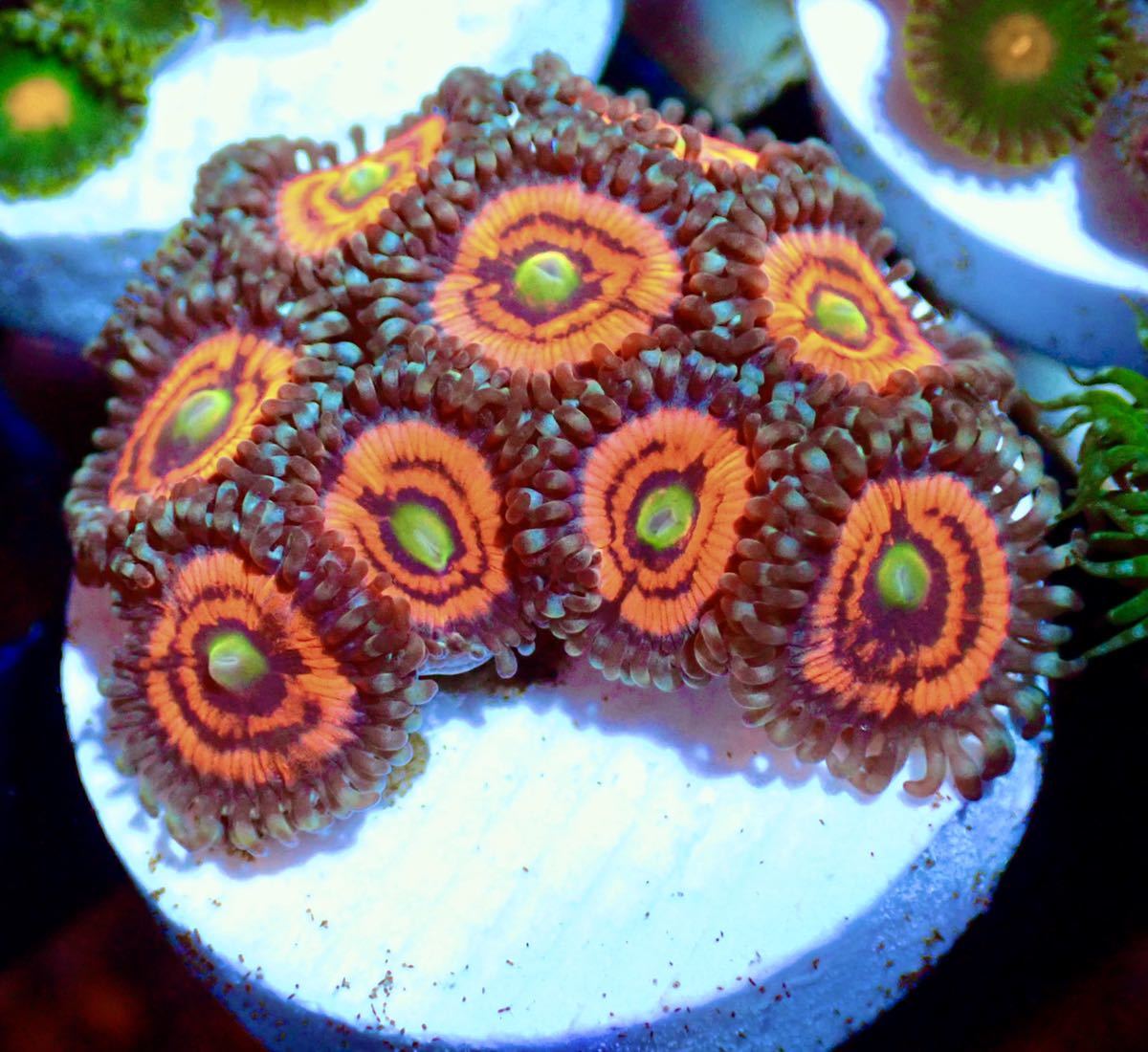  土日祝発送限定 USA zoa Gobstopper USAマメスナ ゴブストッパー 10polyp(サンゴ)｜売買されたオークション情報、yahooの商品情報をアーカイブ公開 - オークファン サンゴ