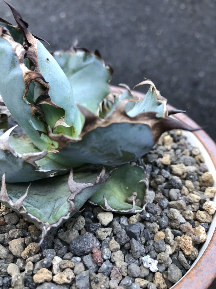Agave エボリスピナ×BB ブラックアンドブルー ③ 強刺 hybrid
