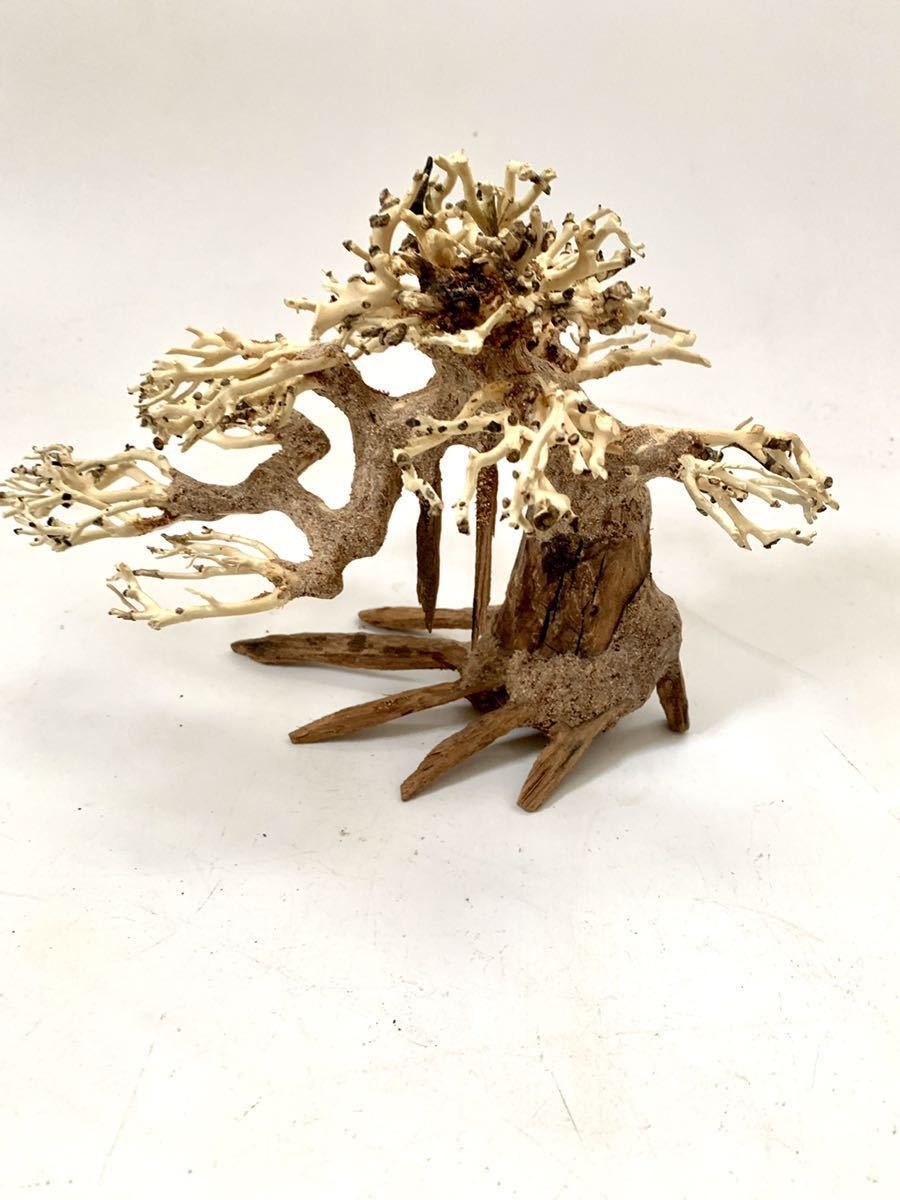 溶岩付 盆栽 流木 五葉松 水景流木 ウィローモス活着 木 流木21 26ｃｍ アクアリウム レイアウト 水槽 石 パルダリウム 水槽装飾品 売買されたオークション情報 Yahooの商品情報をアーカイブ公開 オークファン Aucfan Com