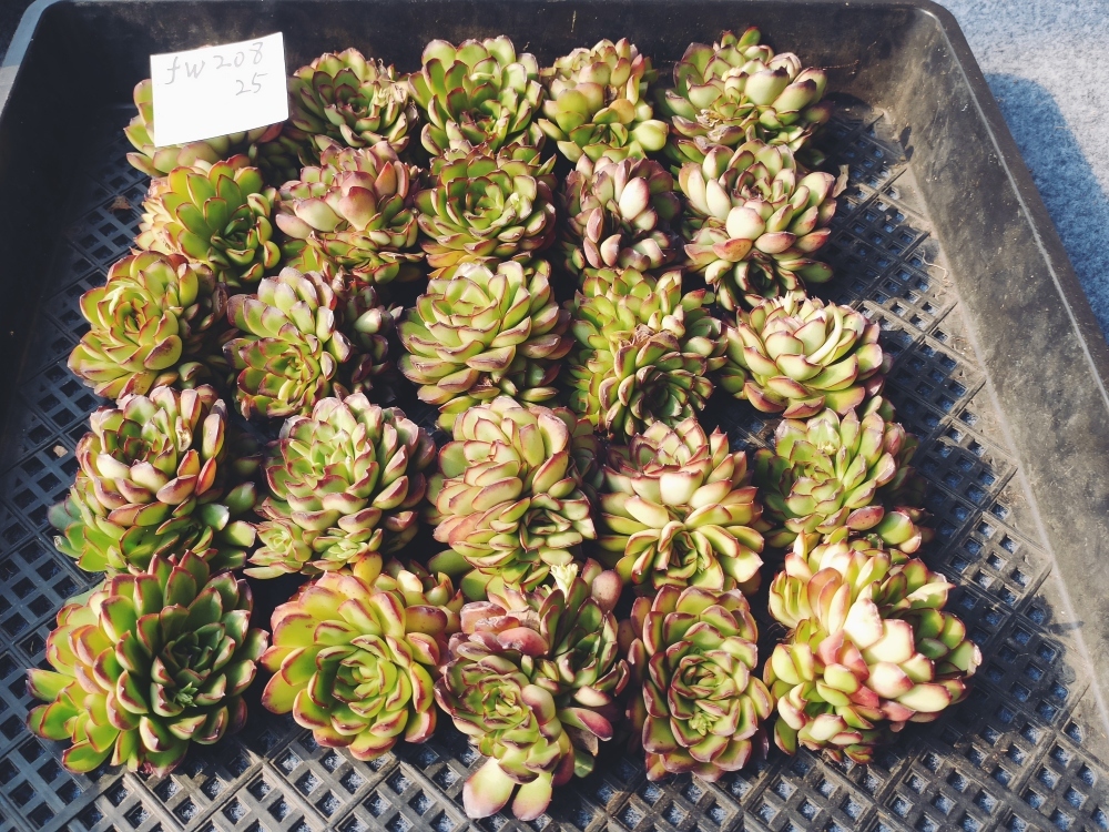 多肉植物 メルカリ | O'sエケベリア 無職インセクトの メキシコポル