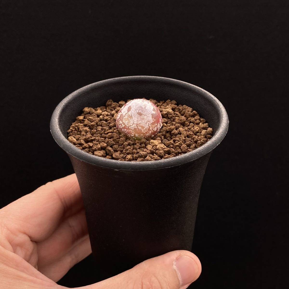 S コノフィツム ブルゲリ 実生 2 5号 Conophytum Burgeri 多肉植物 サボテン リトープス エケベリア サボテン 売買されたオークション情報 Yahooの商品情報をアーカイブ公開 オークファン Aucfan Com