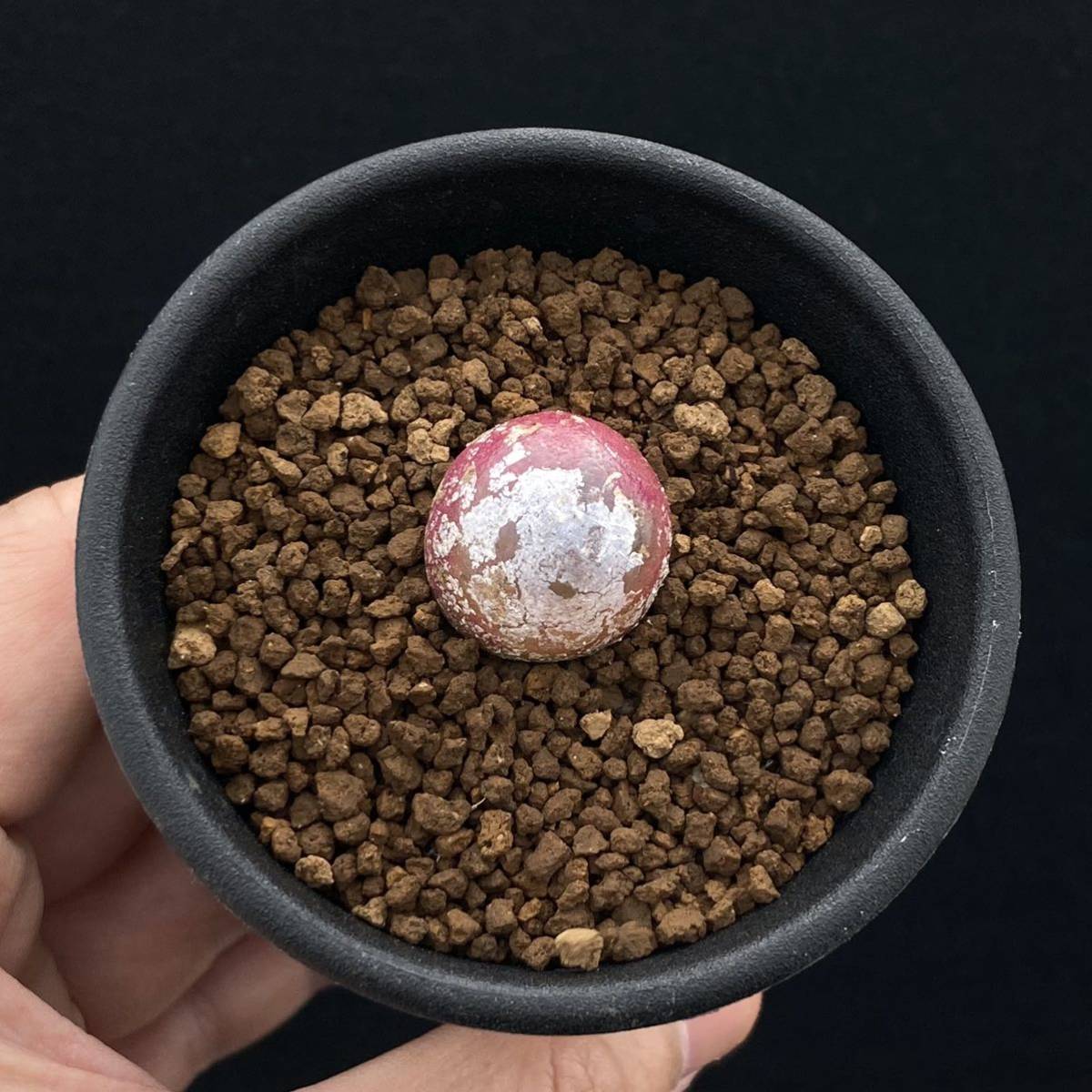 S コノフィツム ブルゲリ 実生 2 5号 Conophytum Burgeri 多肉植物 サボテン リトープス エケベリア サボテン 売買されたオークション情報 Yahooの商品情報をアーカイブ公開 オークファン Aucfan Com