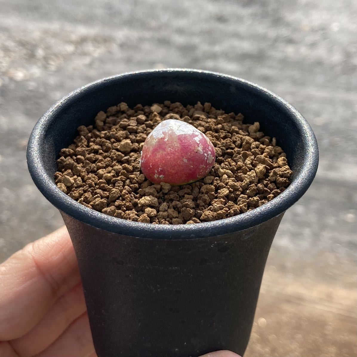 S コノフィツム ブルゲリ 実生 2 5号 Conophytum Burgeri 多肉植物 サボテン リトープス エケベリア サボテン 売買されたオークション情報 Yahooの商品情報をアーカイブ公開 オークファン Aucfan Com