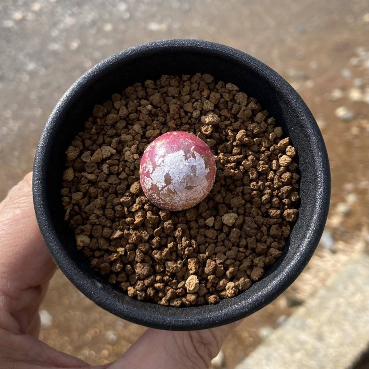 S コノフィツム ブルゲリ 実生 2 5号 Conophytum Burgeri 多肉植物 サボテン リトープス エケベリア サボテン 売買されたオークション情報 Yahooの商品情報をアーカイブ公開 オークファン Aucfan Com