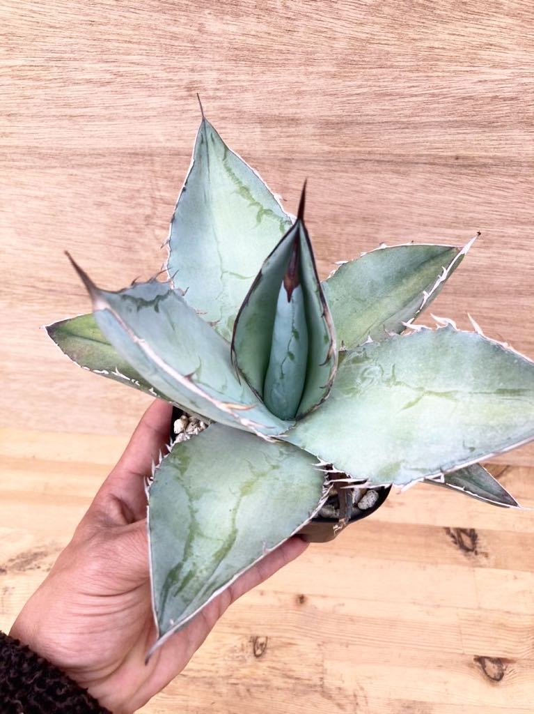 Agave 