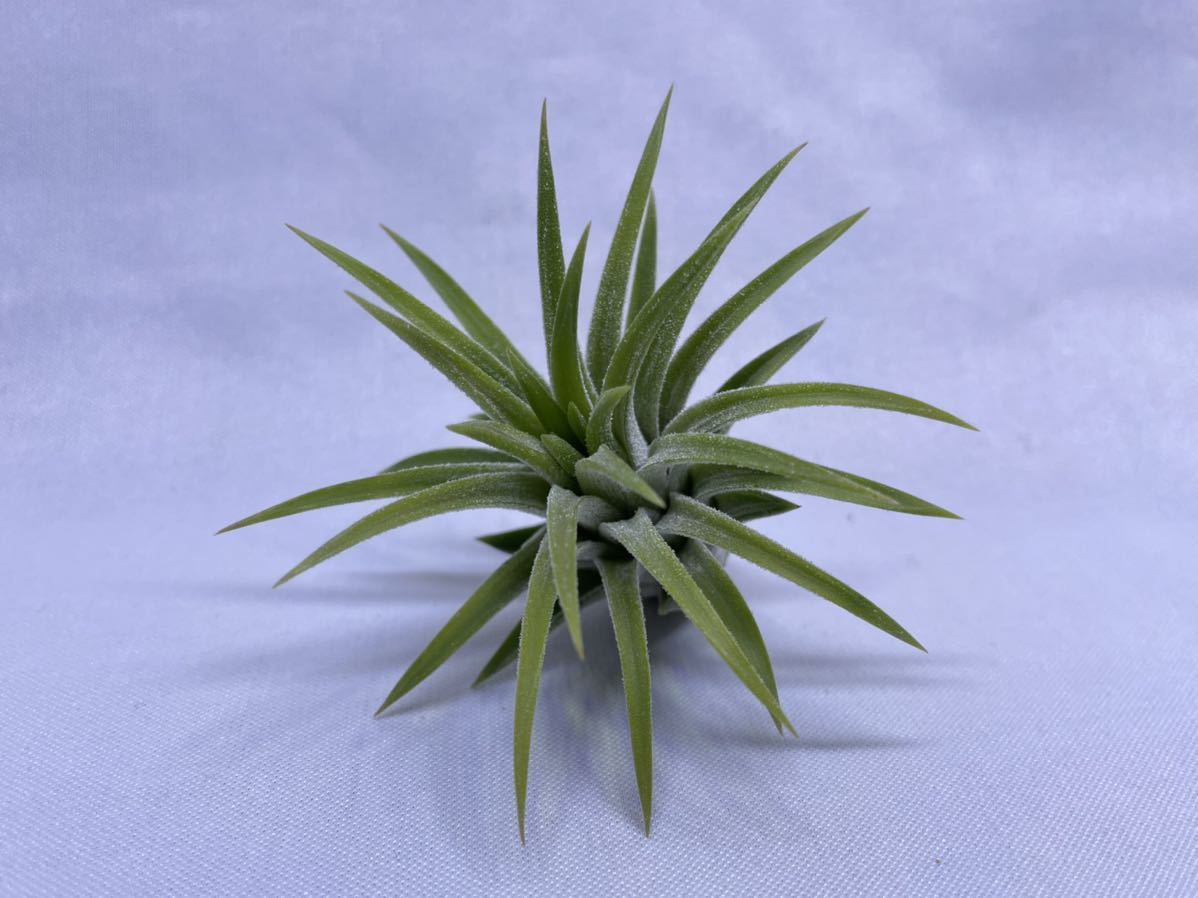 ダナー パーメテール DAKOTAN ORCHID ダコタン アメカジ