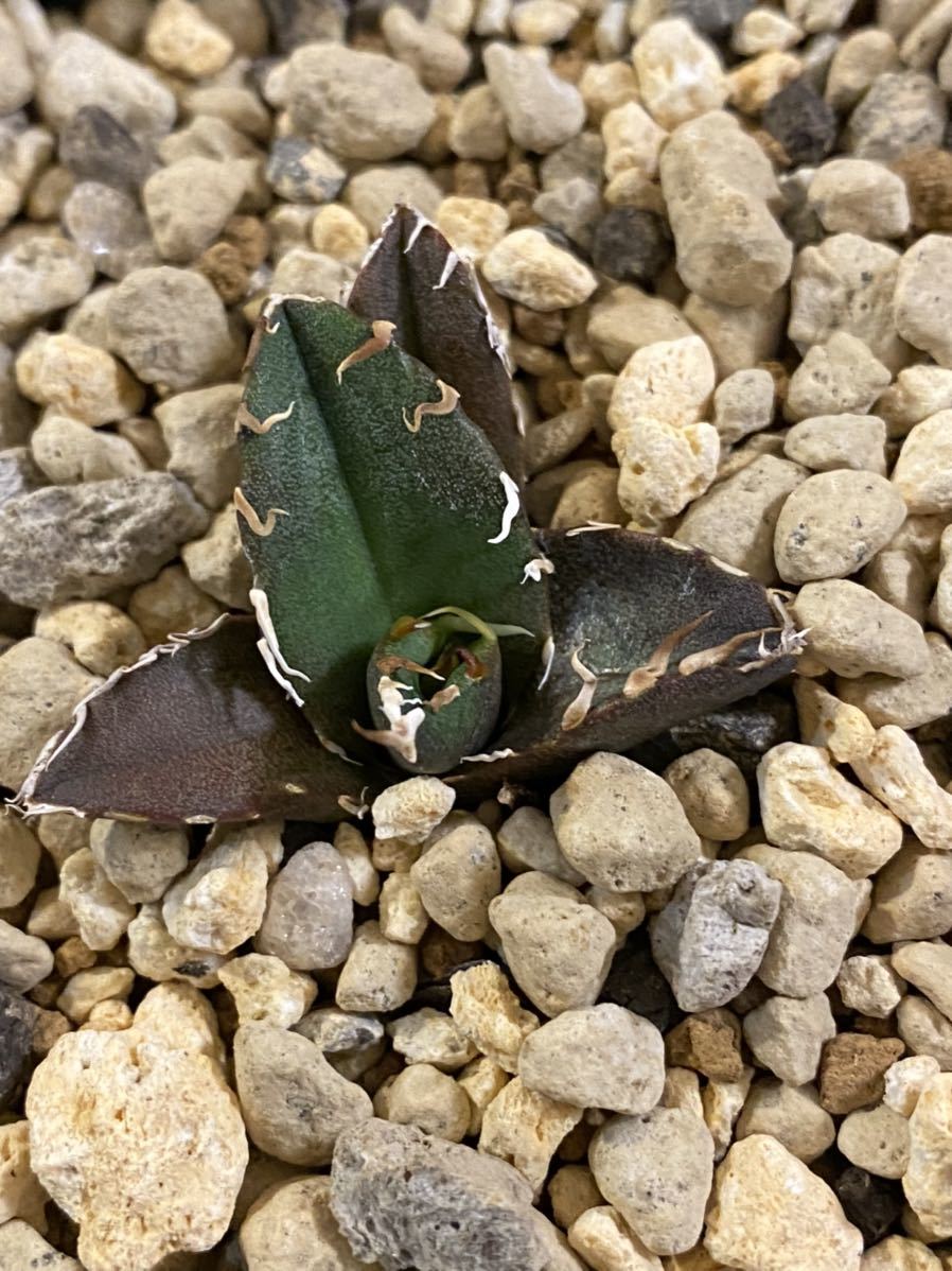 チタノタ アガベ 凱撒 シーザー Agave | アガベ・チタノタ「凱撒（シーザー）」 caesar 多肉植物 agave 発根済 大株 3号 観葉植物 titanota X20多肉植物アガベ