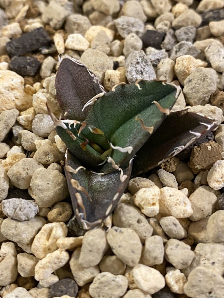 チタノタ アガベ 凱撒 シーザー Agave | アガベ・チタノタ「凱撒（シーザー）」 caesar 多肉植物 agave 発根済 大株 3号 観葉植物 titanota X20多肉植物アガベ