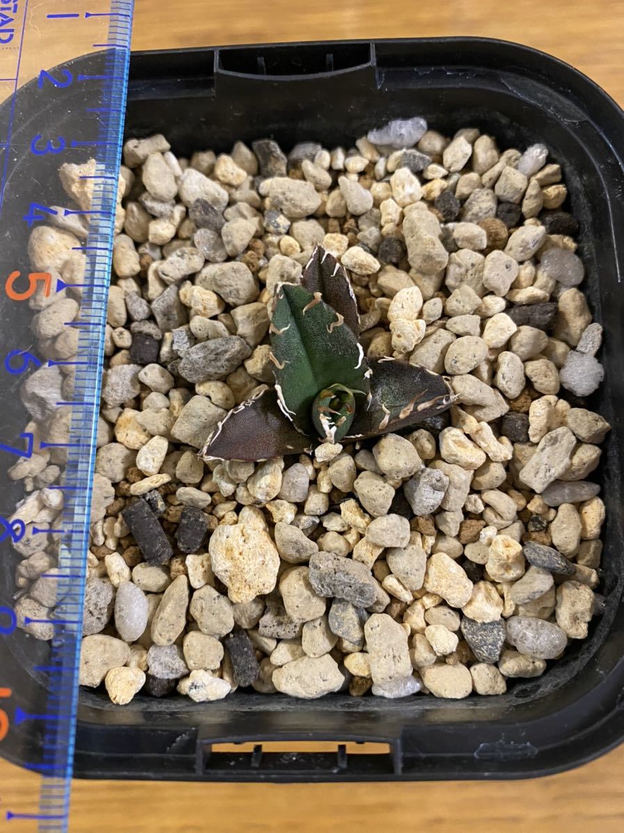 チタノタ アガベ 凱撒 シーザー Agave | アガベ・チタノタ「凱撒（シーザー）」 caesar 多肉植物 agave 発根済 大株 3号 観葉植物 titanota X20多肉植物アガベ