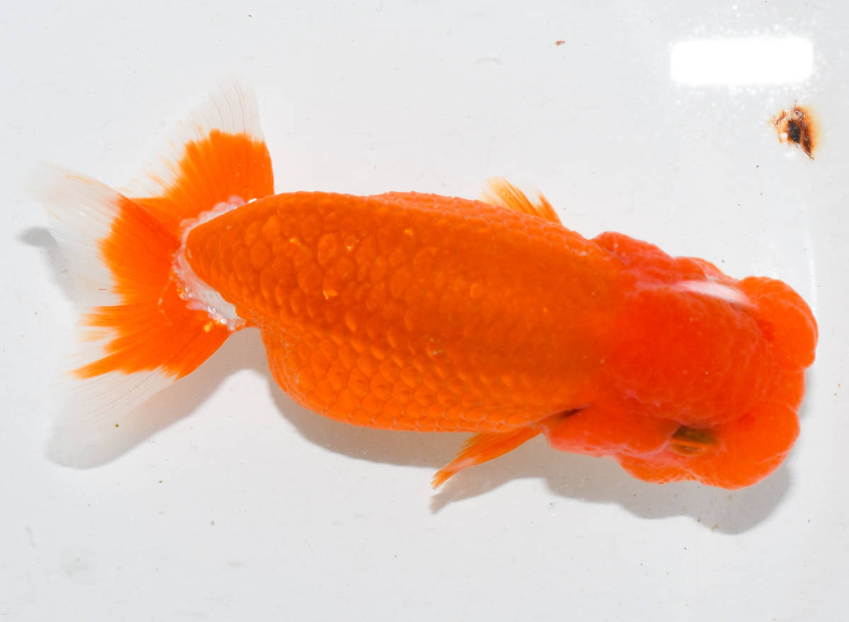 新作登場，100%新品 ＜GPらんちゅう＞ 宇野系らんちゅう 二歳 ９ｃｍ オス 8 1 15 動画(らんちゅう)｜売買されたオークション情報、yahooの商品情報をアーカイブ公開 - オークファン らんちゅう