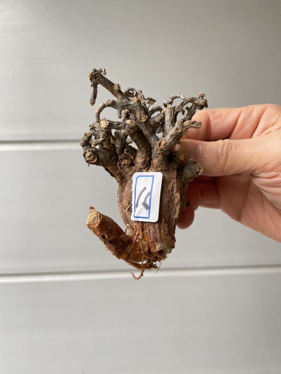状態中 ケラリア ピグマエア 16 Ceraria Pygmaea 塊根植物 コーデック