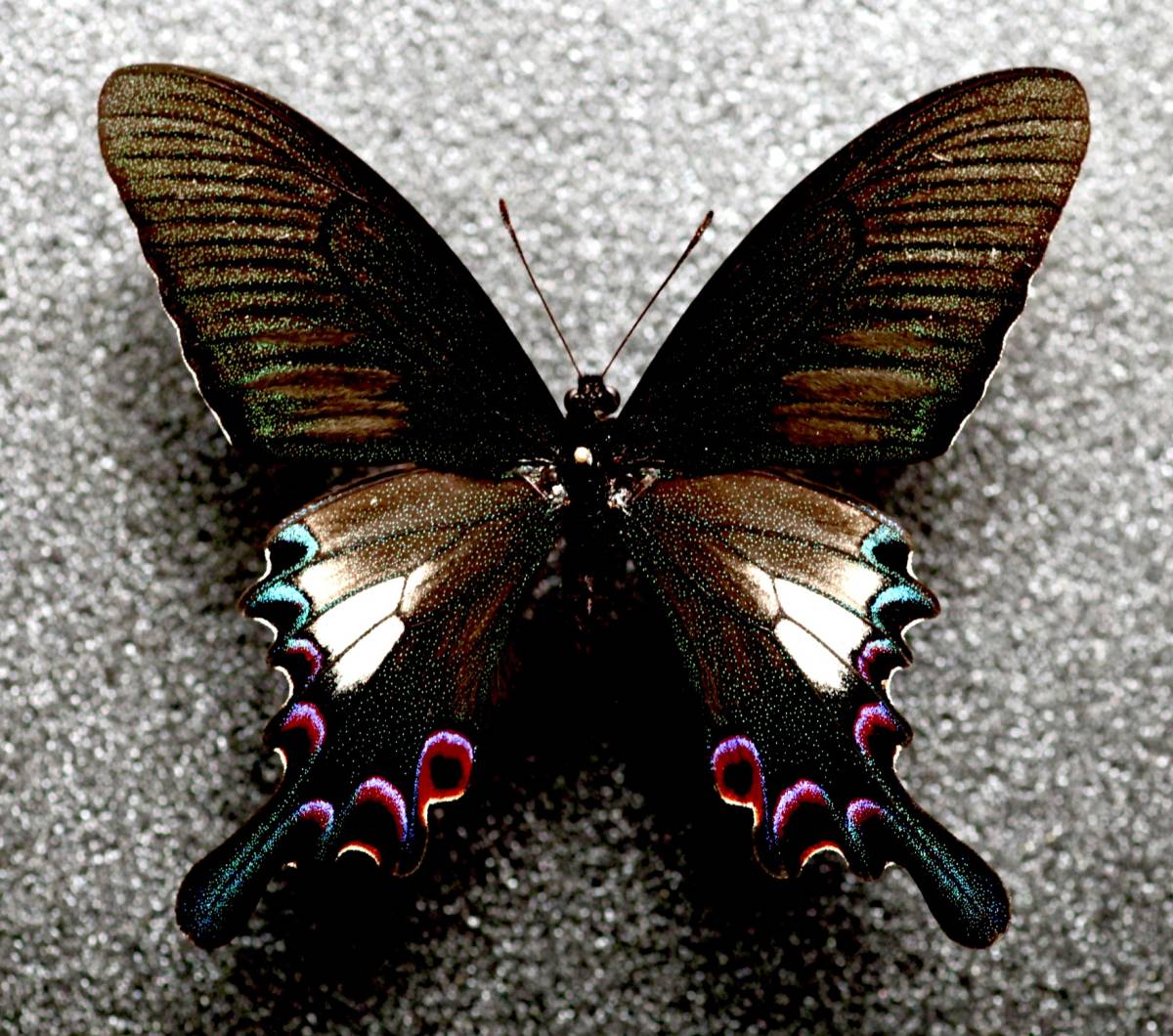 シナカラスアゲハ 蝶の標本 Yahoo!オークション A （標本） 蝶 - 野外