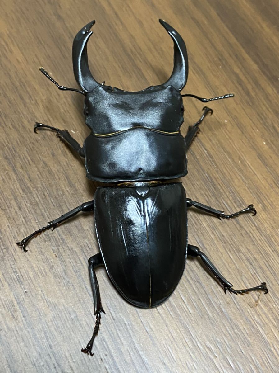 SRT】 ☆特殊ブルーパープル☆ ニジイロクワガタ 雄39㎜ 雌32