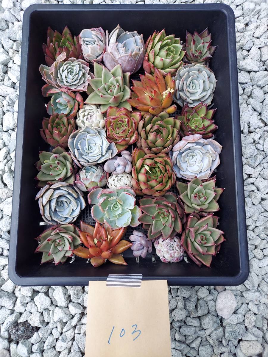 fw330バイシー14 個 多肉植物 エケベリア