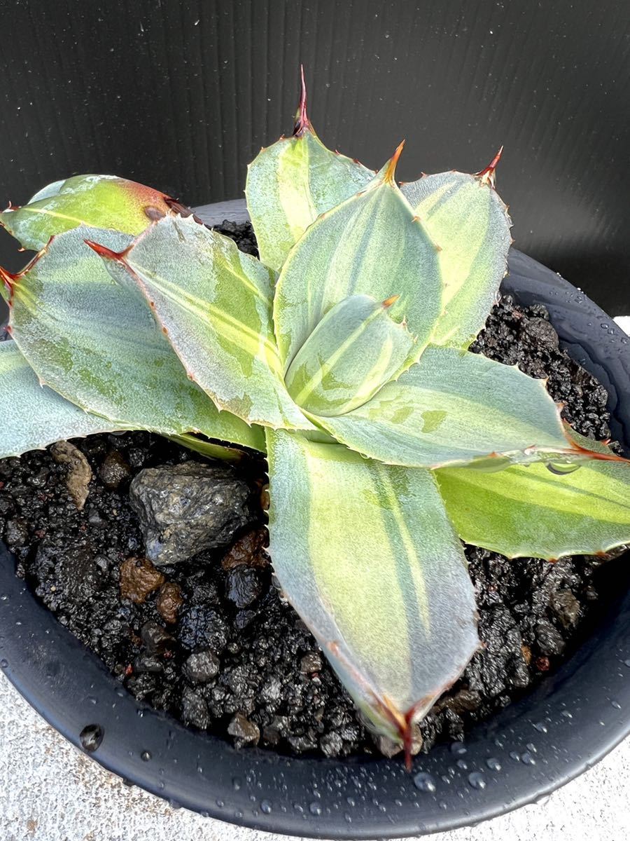 アガベ トランカータ パリー 斑入り Agave parryi agave var. truncata