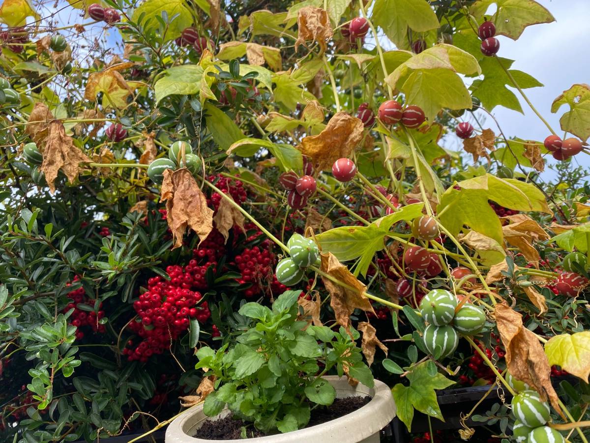 自家栽培 沖縄 琉球 スズメウリ オキナワ リュウキュウ スズメウリ すずめうり 種２０粒 おまけ 送料63円 その他 売買されたオークション情報 Yahooの商品情報をアーカイブ公開 オークファン Aucfan Com