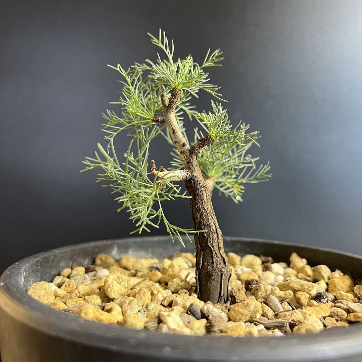 コミフォラ クラウセリアーナ クラウゼリアナ commiphora kraeuseliana