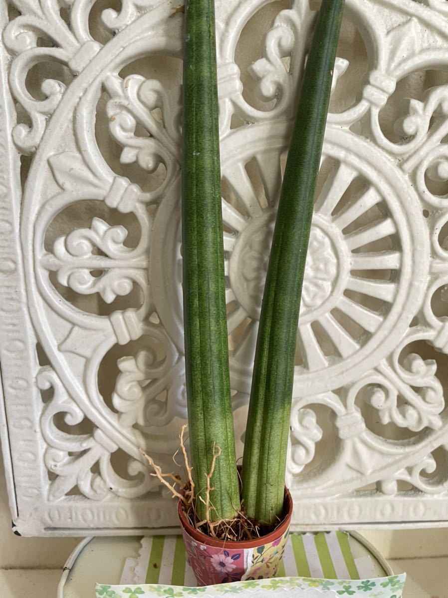 多肉植物 オシャレなドラゴンフィンガー サンスベリア 発根あり 可愛い寄せ植えに 送料110円 サボテン 売買されたオークション情報 Yahooの商品情報をアーカイブ公開 オークファン Aucfan Com 多肉植物 オシャレなドラゴンフィンガー サンスベリア 発根あり 可愛い寄せ植えに 送料110円 サボテン 売買されたオークション情報 Yahooの商品情報をアーカイブ公開 オークファン Aucfan Com