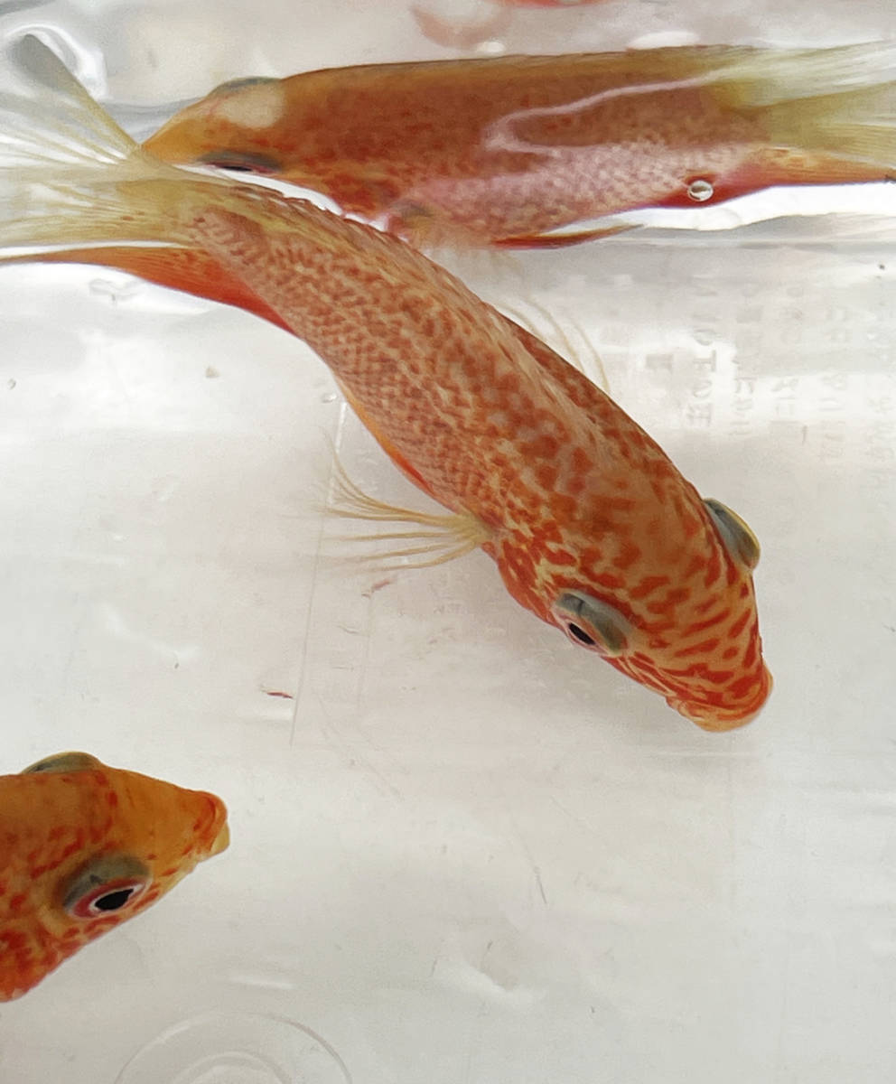 美しい レッドスポットゴールデンセベラム 生体 シクリッド 肉食性 観賞魚 熱帯魚 淡水魚 アクアリウム その他 売買されたオークション情報 Yahooの商品情報をアーカイブ公開 オークファン Aucfan Com