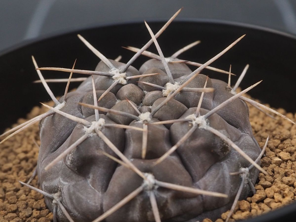 Rr 黒いサボテン ギムノカリキウム ボルシー 亜種 Gym Borthii Subsp Nogolense Vos 01 1株 21年輸入 サボテン 売買されたオークション情報 Yahooの商品情報をアーカイブ公開 オークファン Aucfan Com