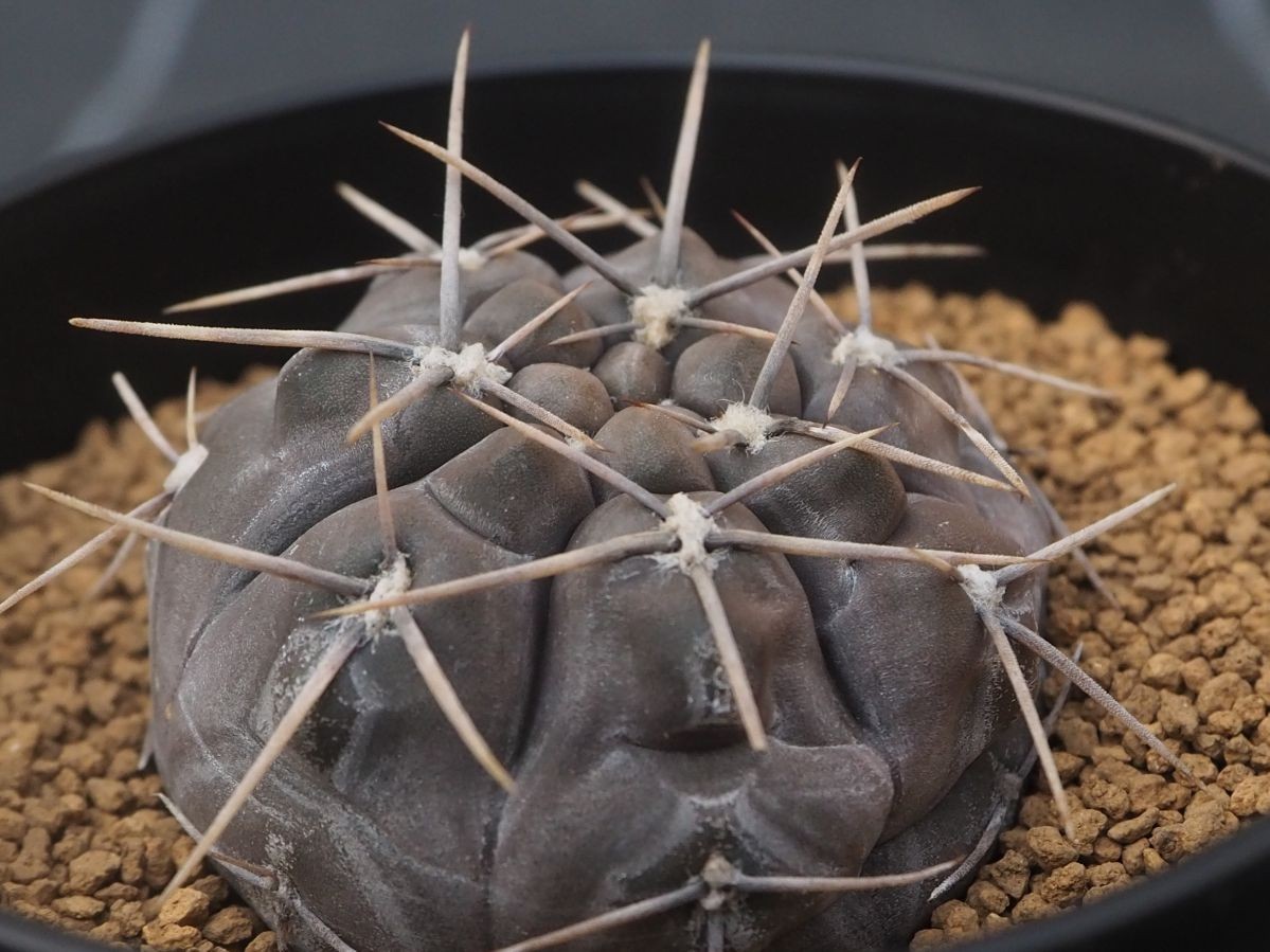 Rr 黒いサボテン ギムノカリキウム ボルシー 亜種 Gym Borthii Subsp Nogolense Vos 01 1株 21年輸入 サボテン 売買されたオークション情報 Yahooの商品情報をアーカイブ公開 オークファン Aucfan Com