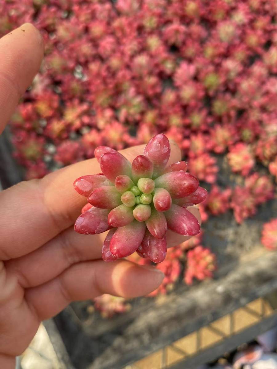 東京在庫 最短当日出荷 ベンケイソウ科 マンネングサ属 ニジノタマ錦 Sedum Rubrotinctum 50個 多肉植物 観葉 超美苗エケベリア A192 サボテン 売買されたオークション情報 Yahooの商品情報をアーカイブ公開 オークファン Aucfan Com