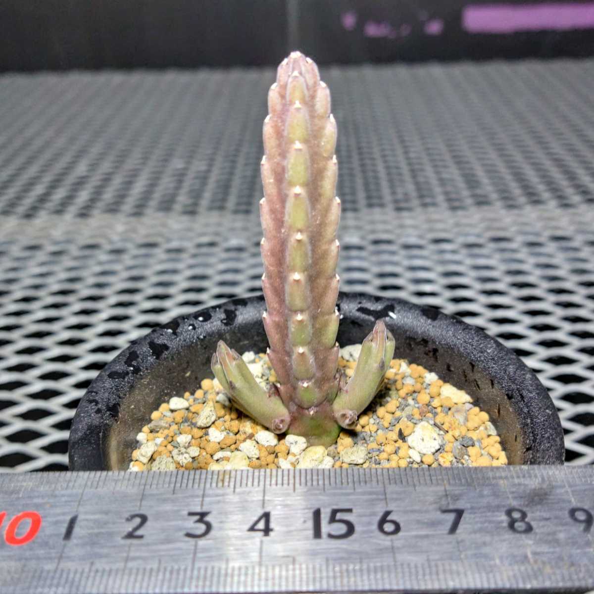 データ付 実生 株 1株 Stapelia Hirsuta Bainskloof Western Cape スタペリア ヒルスタ 犀角 多肉植物 ガガイモ 観葉植物 売買されたオークション情報 Yahooの商品情報をアーカイブ公開 オークファン Aucfan Com