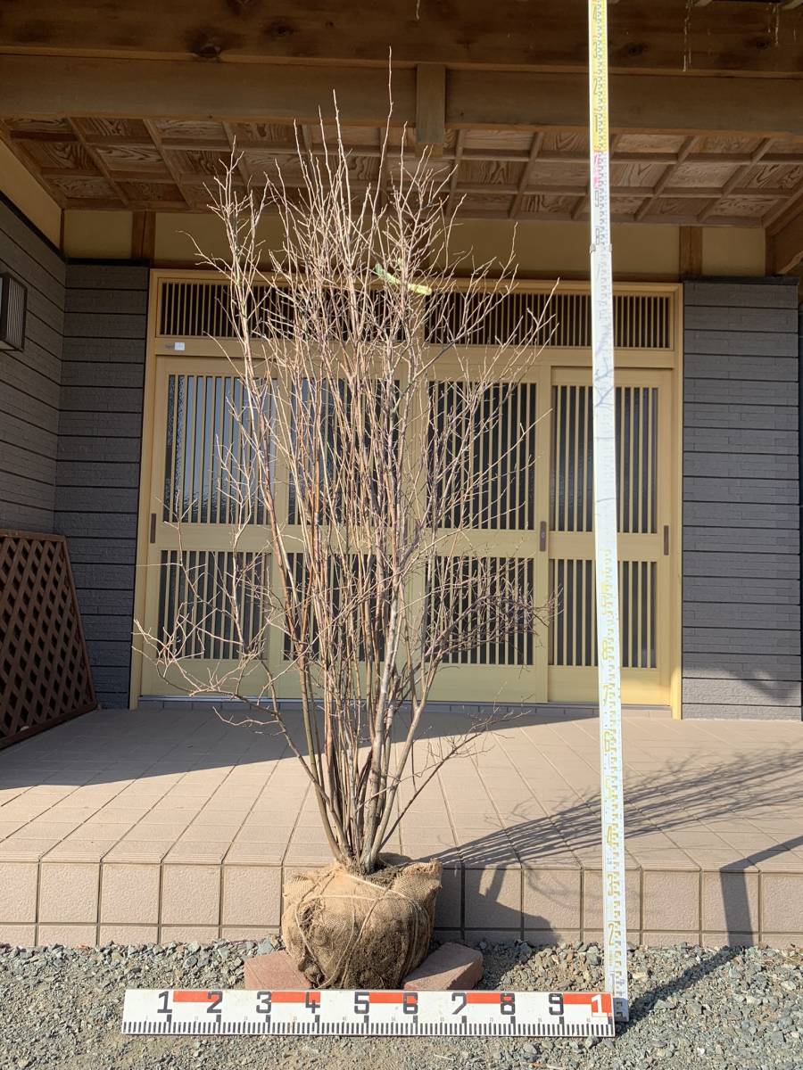 Tree Island] ナツハゼ 1.8m ③ 株立ち Tree ナツハゼ 株立
