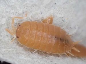 激安単価で Porcellio Sucincctus10匹 ダンゴムシ ワラジムシ 公式 Www Codigoseducao Com Br